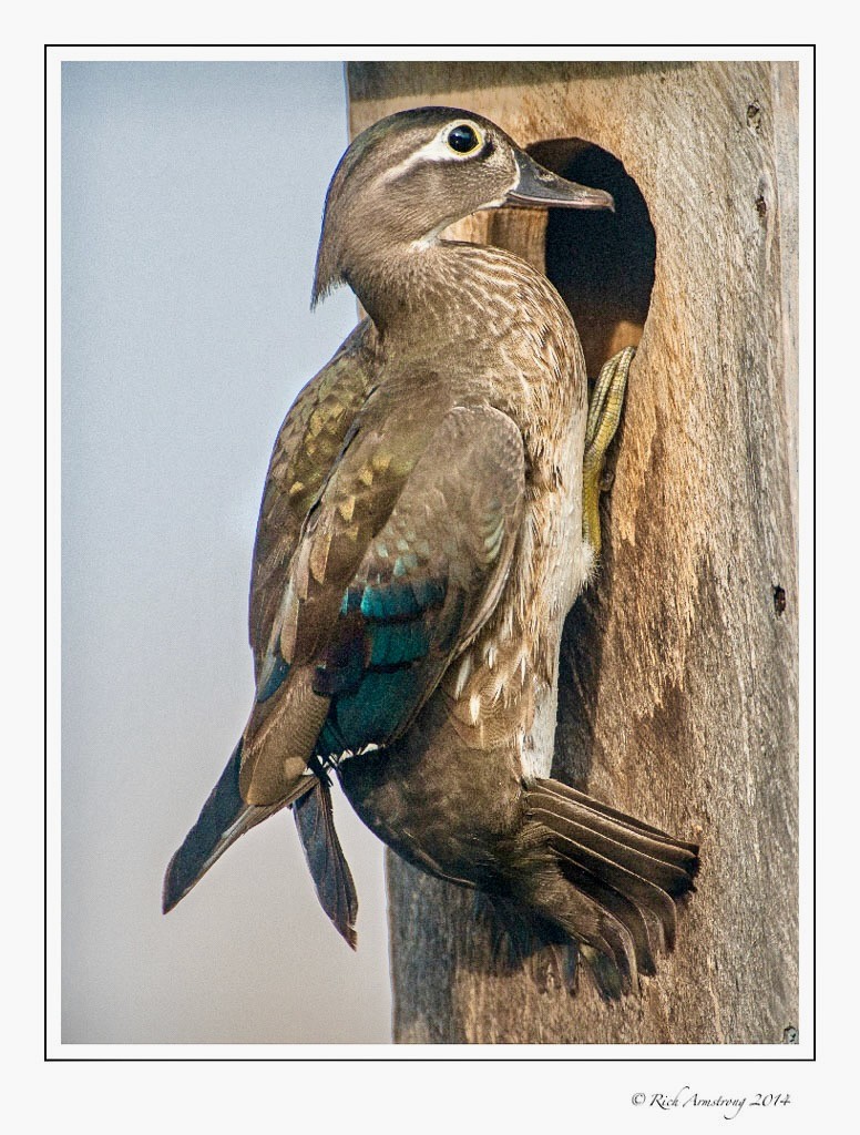 Courtesy Rich Armstrong, richarmstrongphotography.com